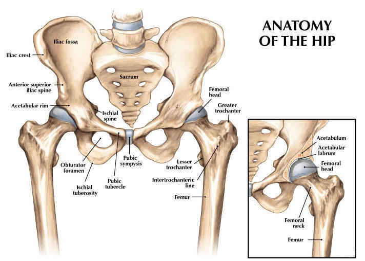 Hip Bone - an overview